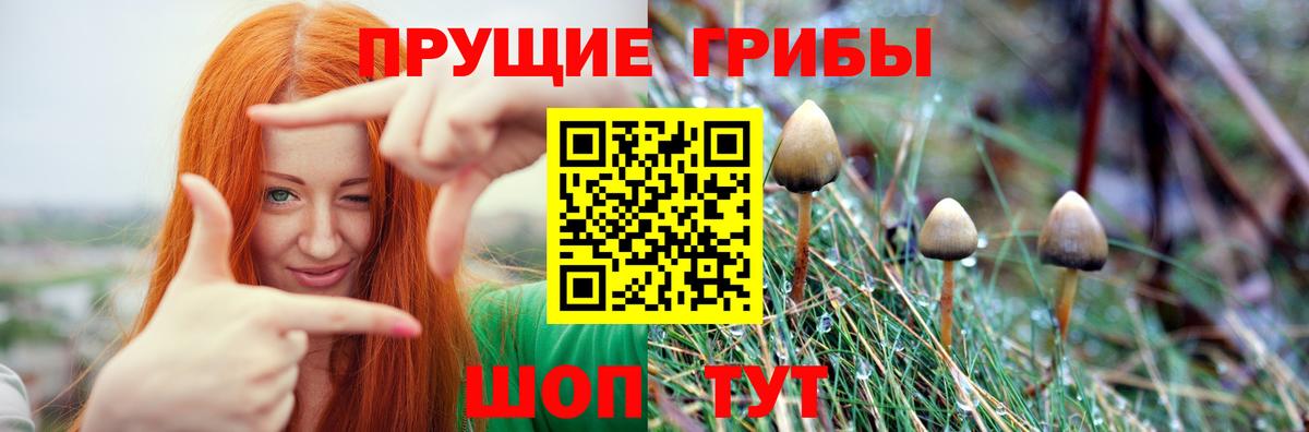 Галлюциногенные грибы GOLDEN TEACHER  Вход с VPN  Алейск 